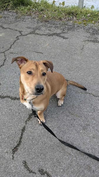 Bosko, mâle X berger né le 10/12/2024