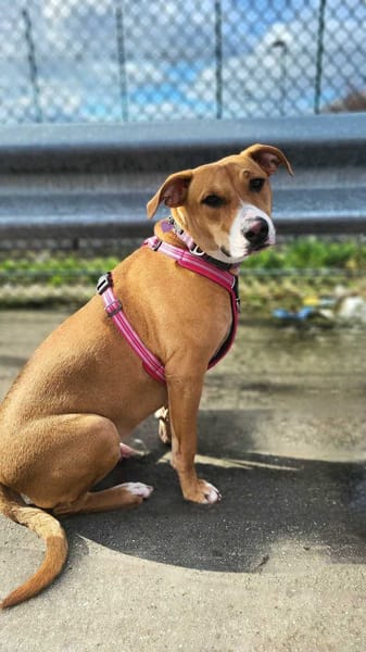 Aéla, femelle croisée berger, née le 15/06/2025 🐶