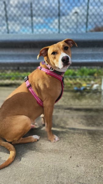 Aéla, femelle croisée berger, née le 15/06/2025 🐶