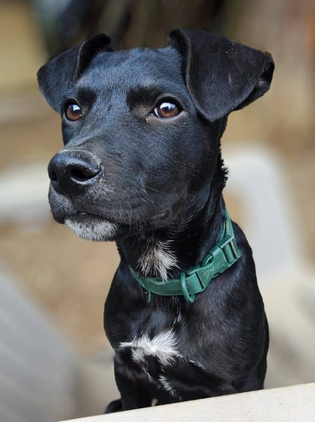 Stormy, mâle, berger créole, né le 15/11/2025