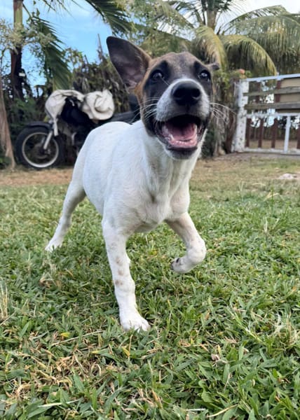 Sienna, Femelle X berger, Née le 27/10/2025 🤍