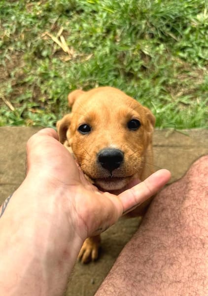 Saphir, mâle croisé berger créole, né le 28/11/2025 🤍