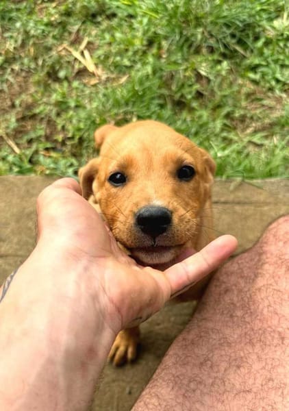 Saphir, mâle croisé berger créole, né le 28/11/2025 🤍