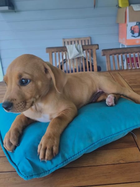 Saphir, mâle croisé berger créole, né le 28/11/2025 🤍