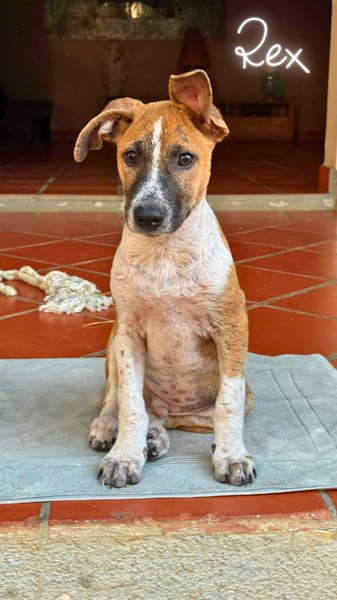 Rex, Mâle, X Berger, né le 01/12/2025