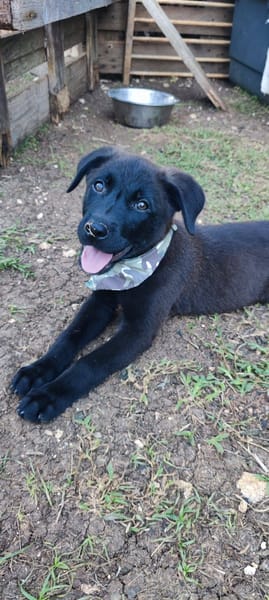 Pacho, Mâle, X Berger, né le 30/12/2025