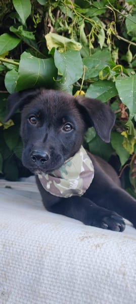 Pacho, Mâle, X Berger, né le 30/12/2025