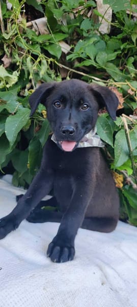 Pacho, Mâle, X Berger, né le 30/12/2025