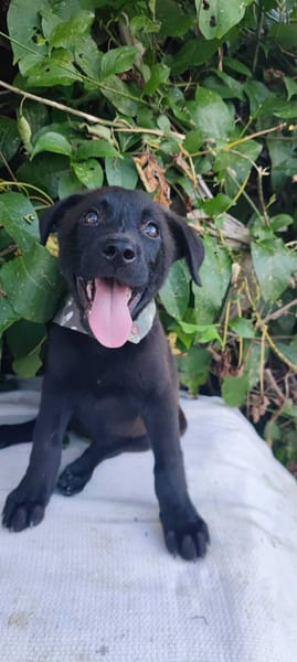 Pacho, Mâle, X Berger, né le 30/12/2025