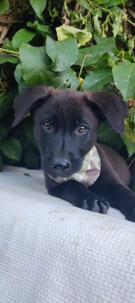 Pacho, Mâle, X Berger, né le 30/12/2025