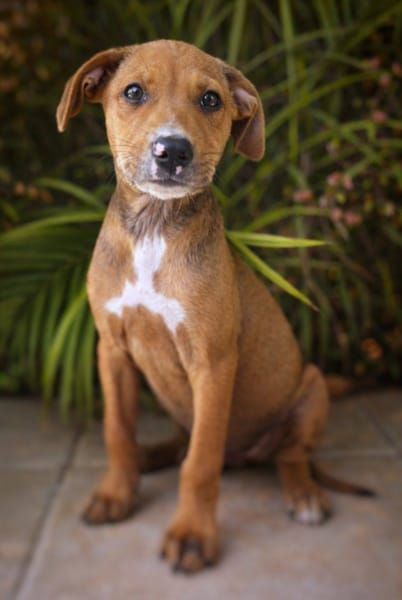 Miko, mâle, X Berger, né le 10/12/2025🐶