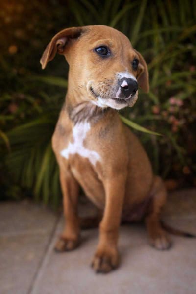 Miko, mâle, X Berger, né le 10/12/2025🐶