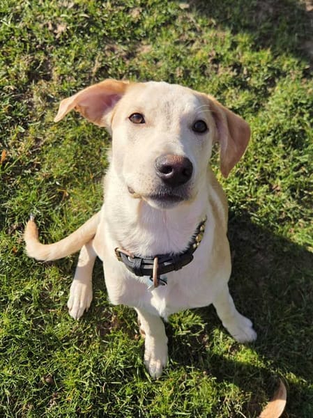 Grenache, mâle X berger, né le 14/07/2025 🐶