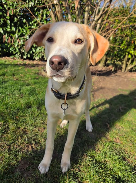 Grenache, mâle X berger, né le 14/07/2025 🐶