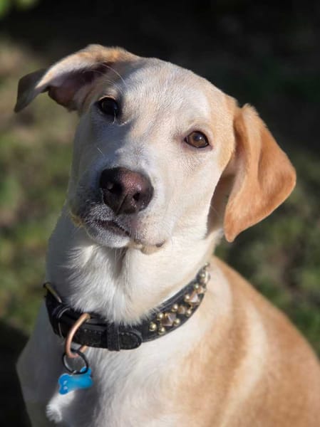 Grenache, mâle X berger, né le 14/07/2025 🐶