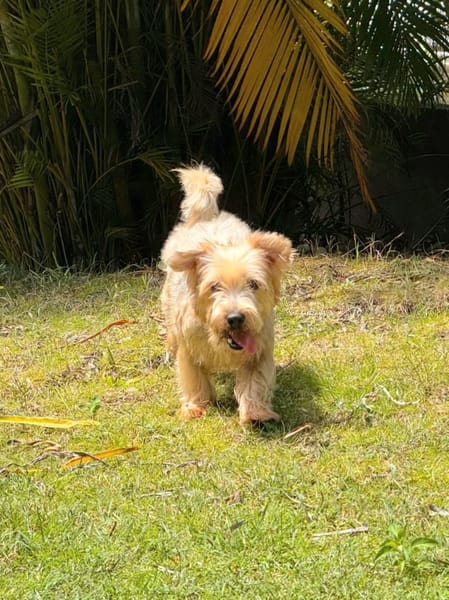 ✨️ VAHINÉ ✨️ 🐶