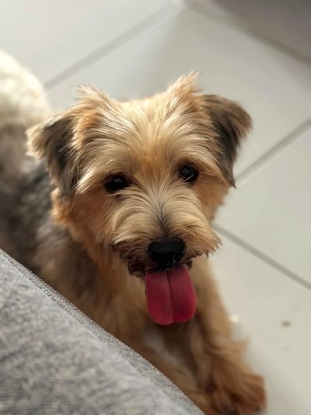 ✨️ VAHINÉ ✨️ 🐶