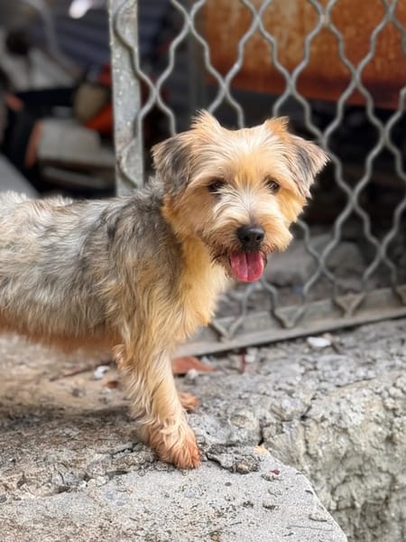 ✨️ VAHINÉ ✨️ 🐶