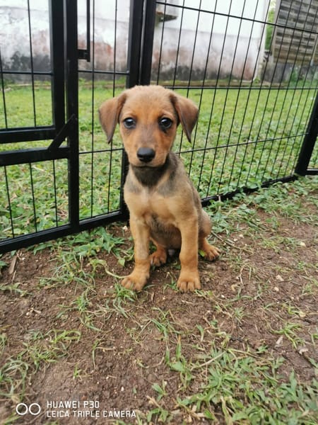 Fuego, Mâle, X Berger, né le 15/01/2026