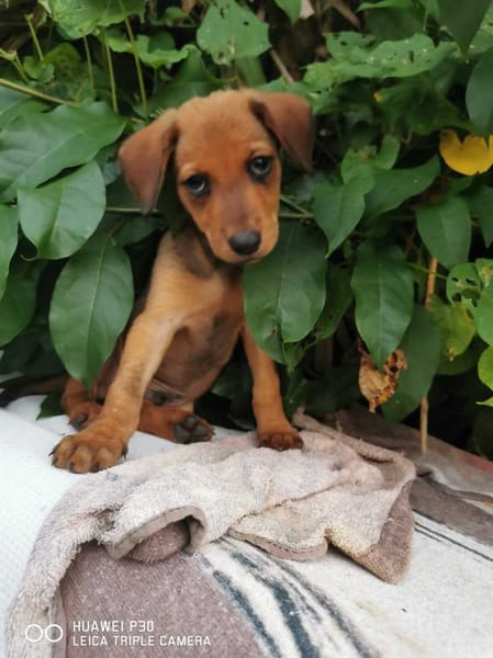 Fuego, Mâle, X Berger, né le 15/01/2026