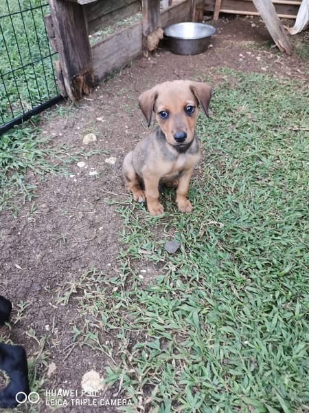 Fuego, Mâle, X Berger, né le 15/01/2026