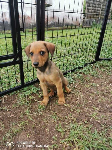 Fuego, Mâle, X Berger, né le 15/01/2026