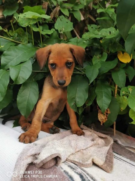 Fuego, Mâle, X Berger, né le 15/01/2026