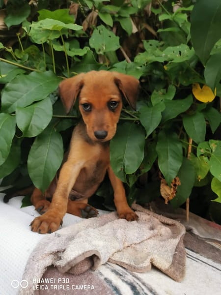 Fuego, Mâle, X Berger, né le 15/01/2026