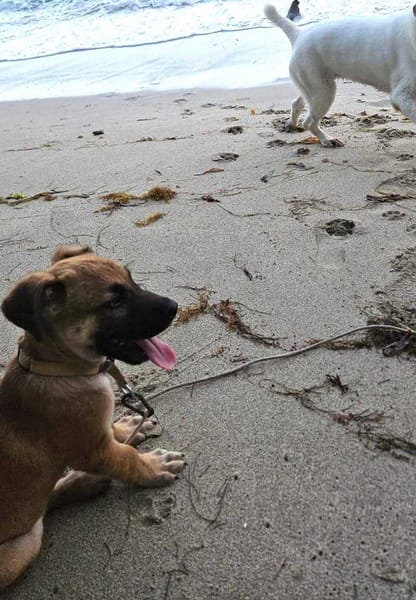 Baïko, Mâle, X Berger, né le 08/12/2025 🐶