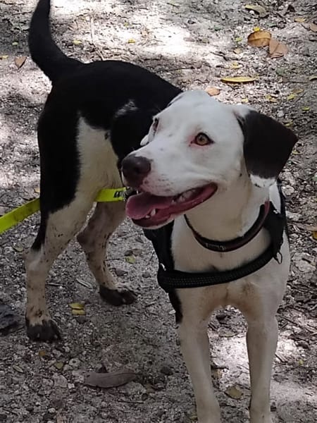 ✨️ DENISE ✨️ 🐶