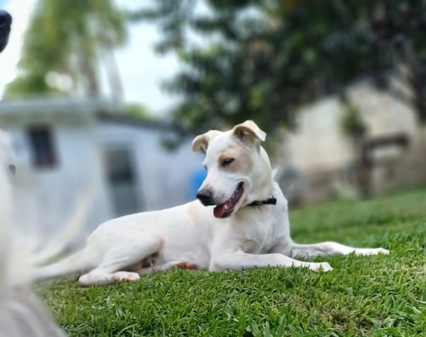 Howdi, chiot berger créole