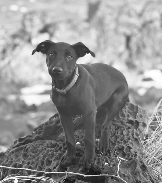 Locky, chiot mâle croisé labrador