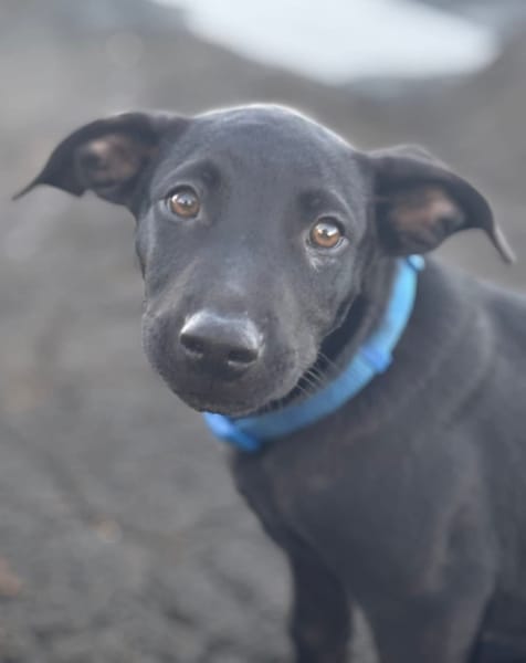 Locky, chiot mâle croisé labrador