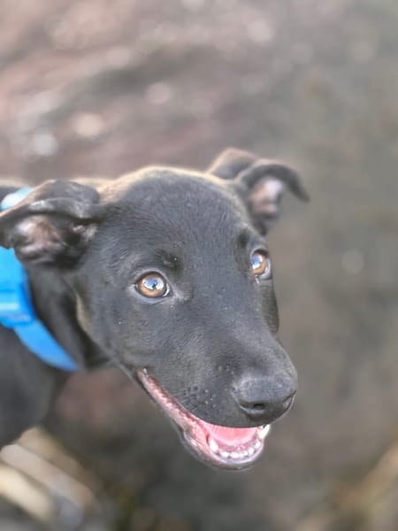Locky, chiot mâle croisé labrador