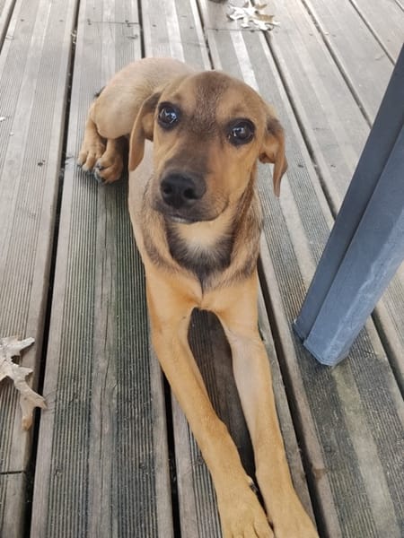 VERA, chiot femelle Berger Créole