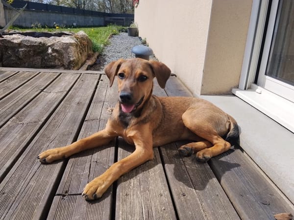 VERA, chiot femelle Berger Créole