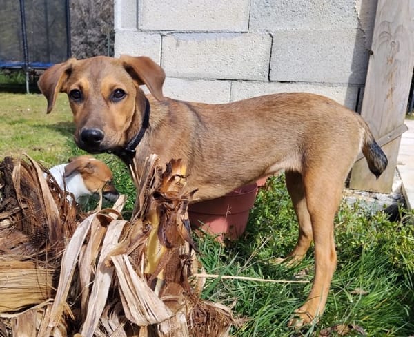 VERA, chiot femelle Berger Créole