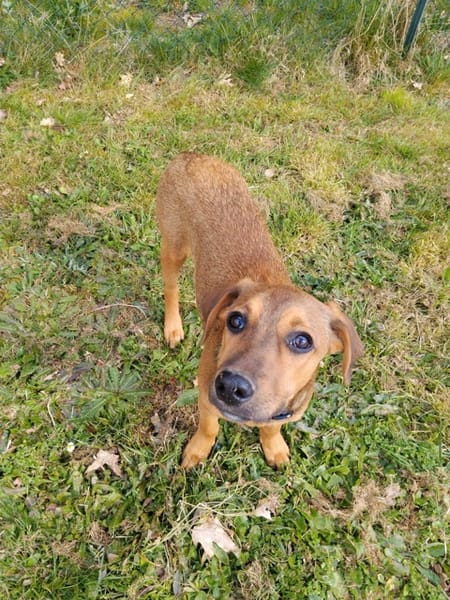 VERA, chiot femelle Berger Créole