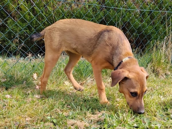 VERA, chiot femelle Berger Créole