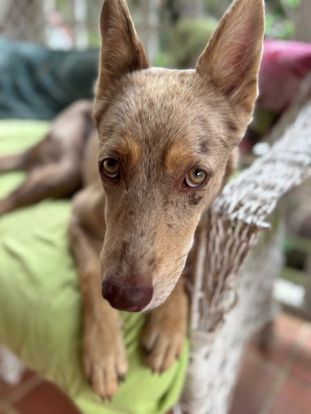 KAYA, une petite chienne en or cherche sa famille