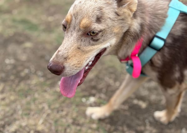 KAYA, une petite chienne en or cherche sa famille