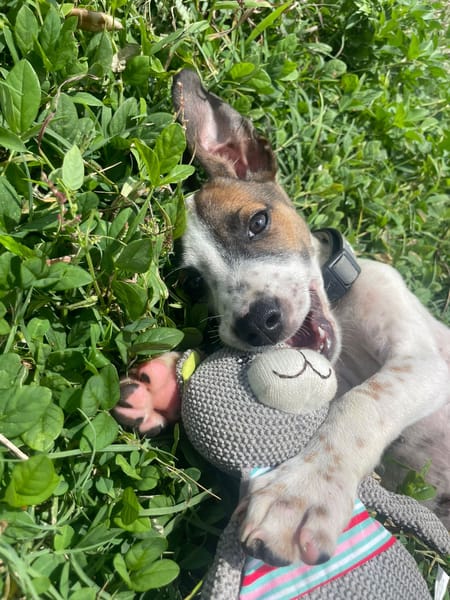 KIRBY, une boule d’amour à 4 pattes !