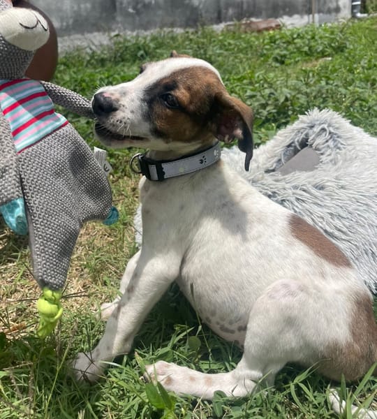 KIRBY, une boule d’amour à 4 pattes !