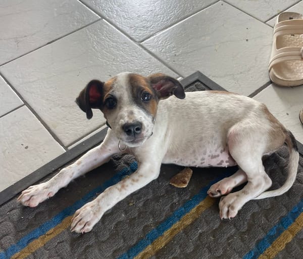 KIRBY, une boule d’amour à 4 pattes !