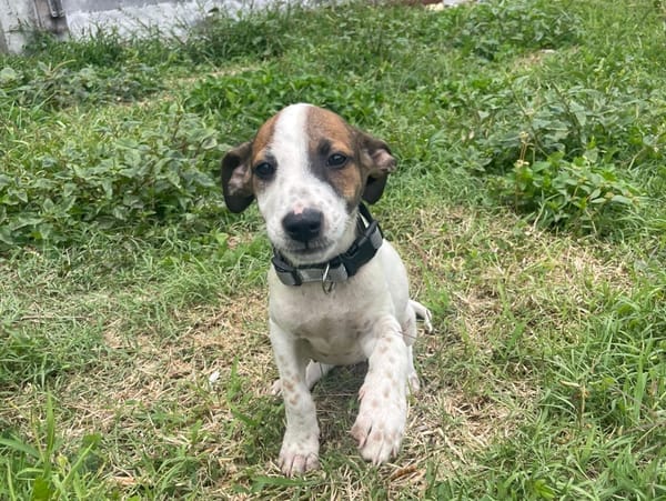 KIRBY, une boule d’amour à 4 pattes !