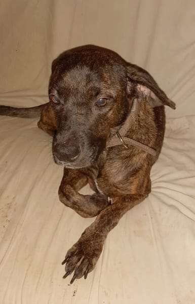 CHIPIE, Berger Créole Femelle