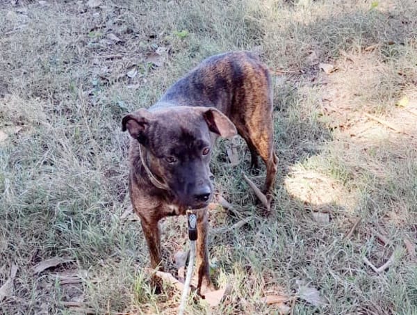 CHIPIE, Berger Créole Femelle