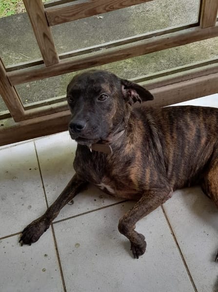 CHIPIE, Berger Créole Femelle