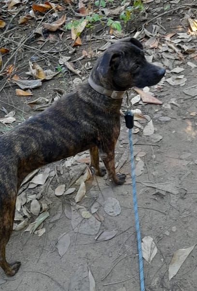 CHIPIE, Berger Créole Femelle