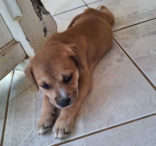 MYDEE, petit cœur à quatre pattes, cherche sa famille !